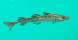 Read more about the article What Is Alaskan Seiti? A Complete Beginner’s Guide to This Popular Whitefish