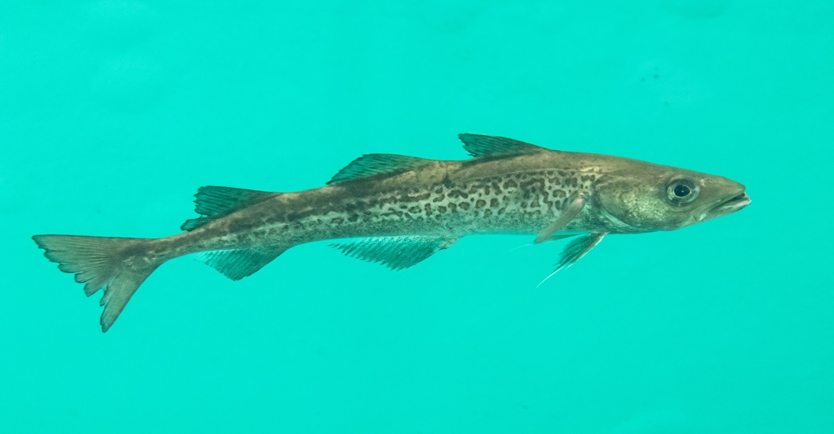 Read more about the article What Is Alaskan Seiti? A Complete Beginner’s Guide to This Popular Whitefish