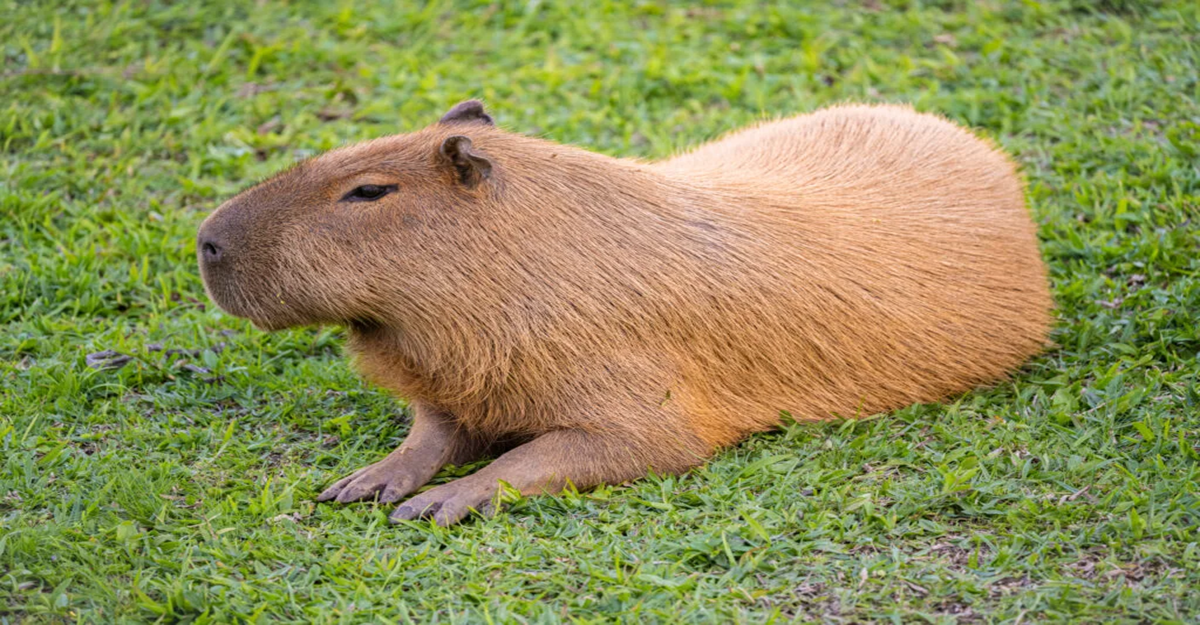 Read more about the article Cadibara: The World’s Largest Rodent and Its Fascinating World