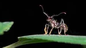 Read more about the article Hormita Explained: The Tiny Ant That Shapes Nature