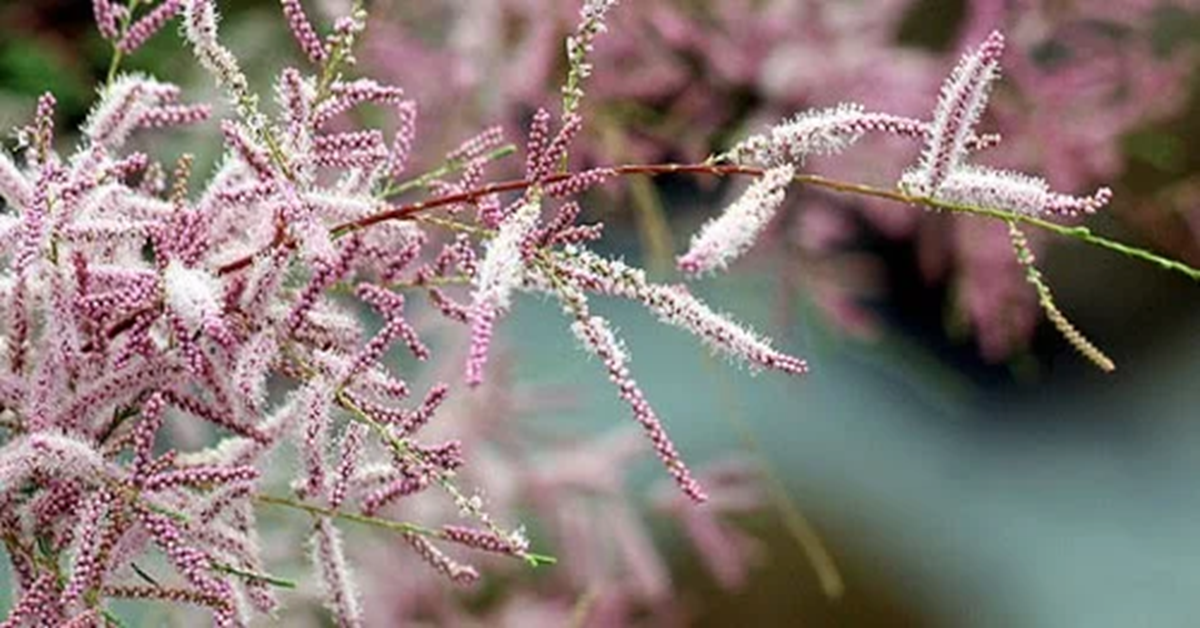 Read more about the article Everything You Need to Know About the ракитовица